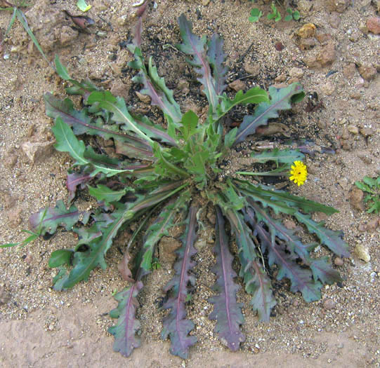 Detailed Picture 4 of Hedypnois rhagadioloides