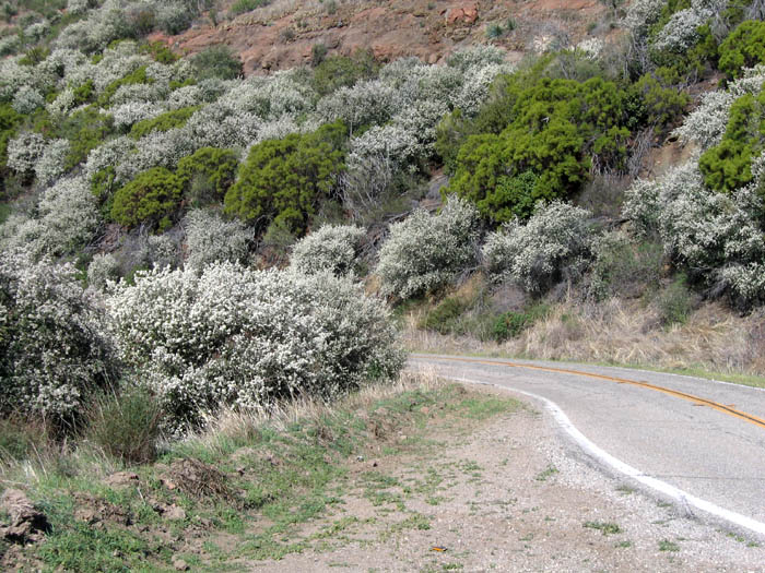 Detailed Picture 8 of Ceanothus megacarpus var. megacarpus