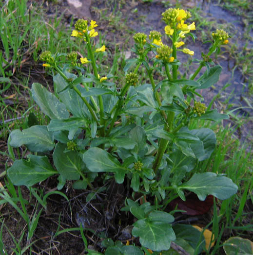 Detailed Picture 3 of Barbarea orthoceras