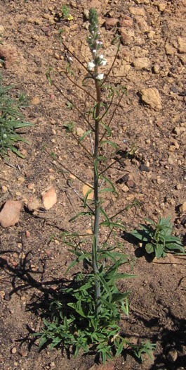 Detailed Picture 6 of Antirrhinum coulterianum