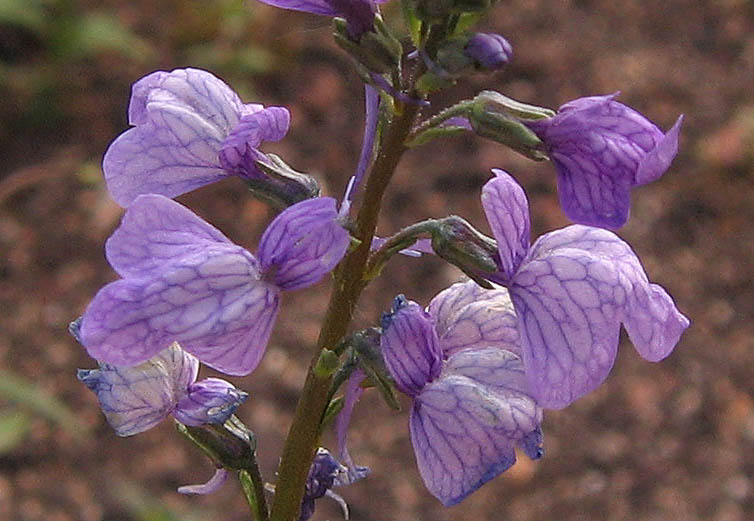 Detailed Picture 1 of Nuttallanthus texanus