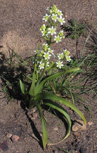 Detailed Picture 6 of Toxicoscordion fremontii