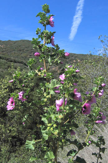 Detailed Picture 4 of Malva arborea