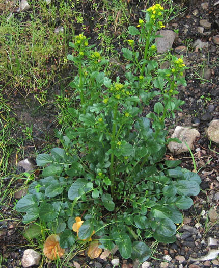 Detailed Picture 4 of Barbarea orthoceras