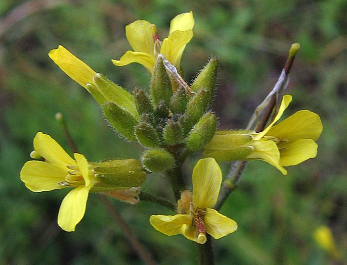 Detailed Picture 2 of Sisymbrium orientale