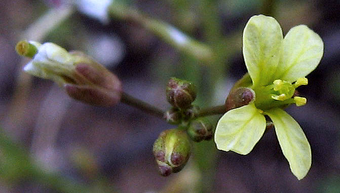 Detailed Picture 3 of Brassica tournefortii