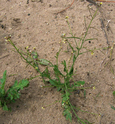 Detailed Picture 4 of Brassica tournefortii