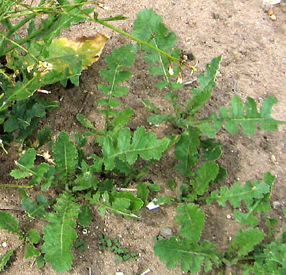 Detailed Picture 5 of Brassica tournefortii