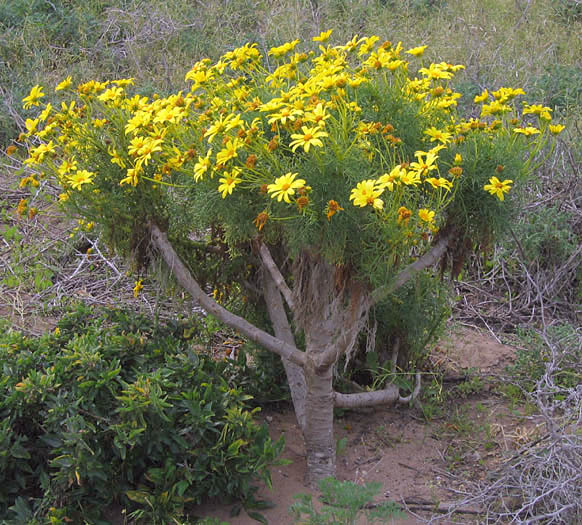 Detailed Picture 4 of Leptosyne gigantea