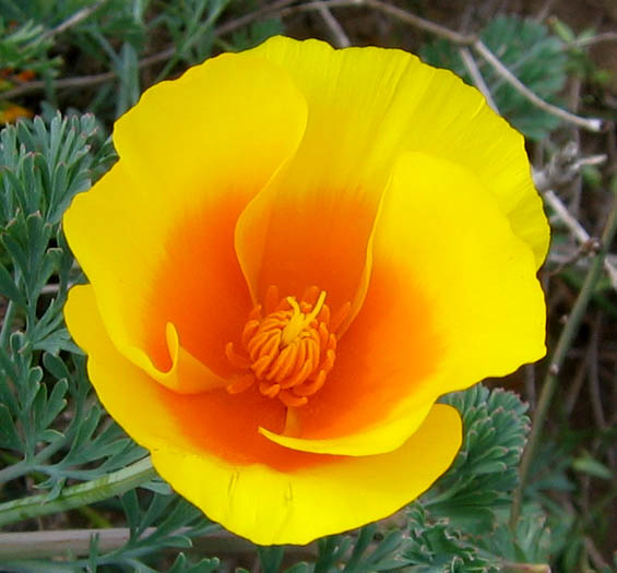 Detailed Picture 1 of Eschscholzia californica