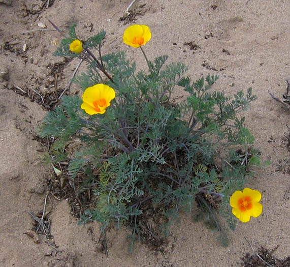 Detailed Picture 6 of Eschscholzia californica