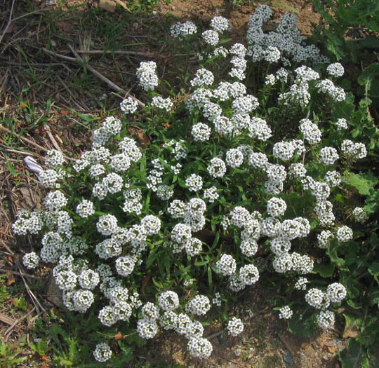 Detailed Picture 5 of Lobularia maritima