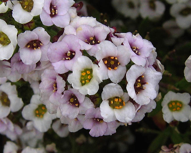 Detailed Picture 4 of Lobularia maritima