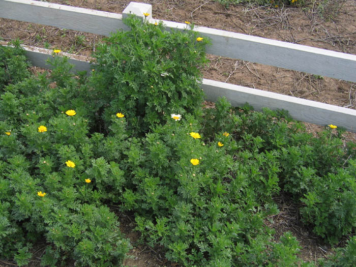 Detailed Picture 5 of Glebionis coronaria