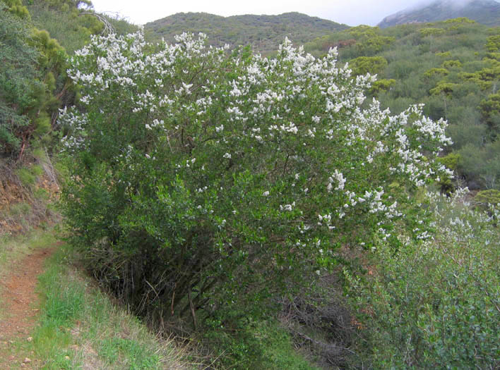 Detailed Picture 6 of Ceanothus spinosus