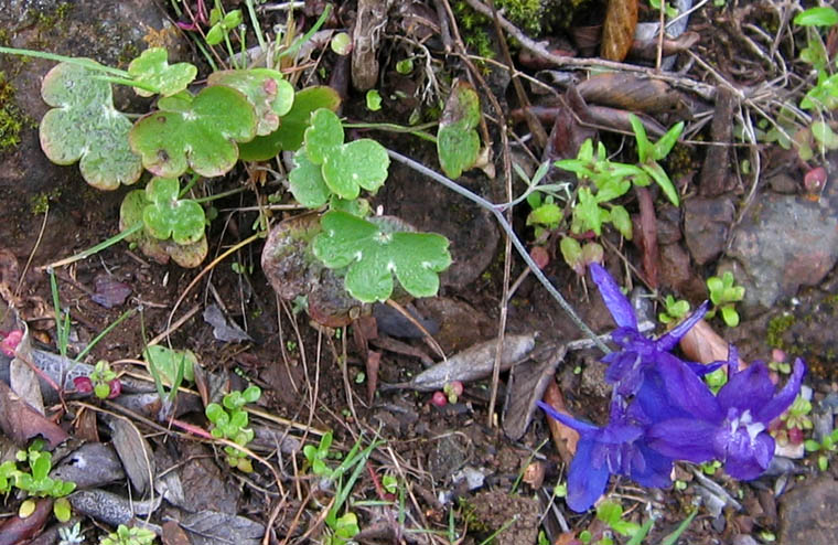 Detailed Picture 6 of Delphinium patens ssp. hepaticoideum