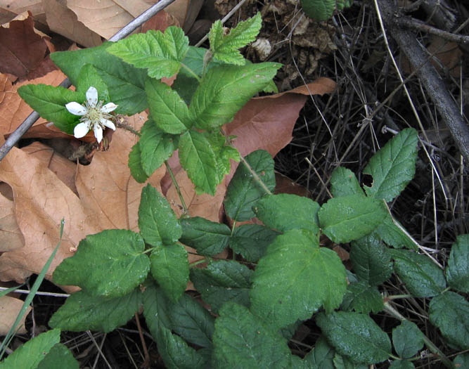 Detailed Picture 4 of Rubus ursinus