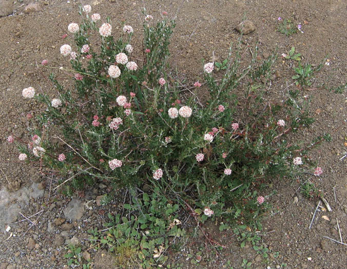 Detailed Picture 6 of Eriogonum fasciculatum var. foliolosum