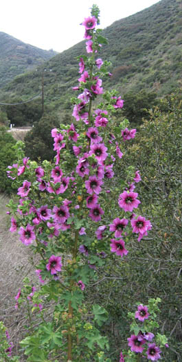 Detailed Picture 5 of Malva arborea