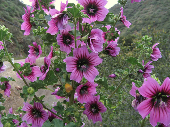 Detailed Picture 3 of Malva arborea