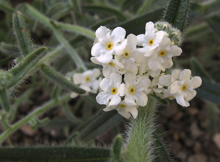 Detailed Picture 2 of Cryptantha muricata var. muricata