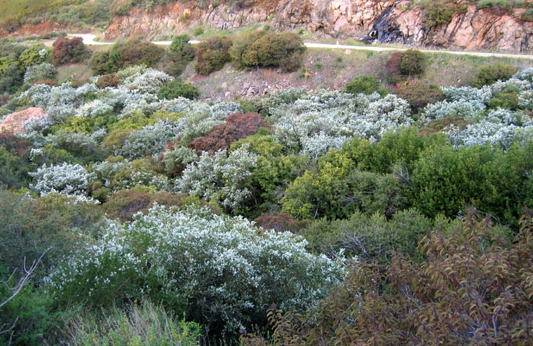 Detailed Picture 7 of Ceanothus spinosus