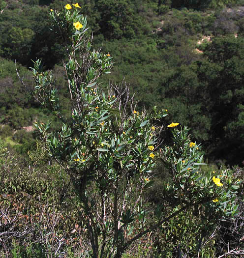 Detailed Picture 6 of Dendromecon rigida