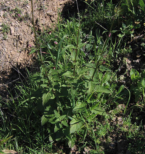 Detailed Picture 5 of Scrophularia californica