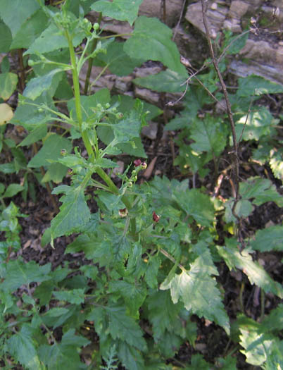 Detailed Picture 4 of Scrophularia californica