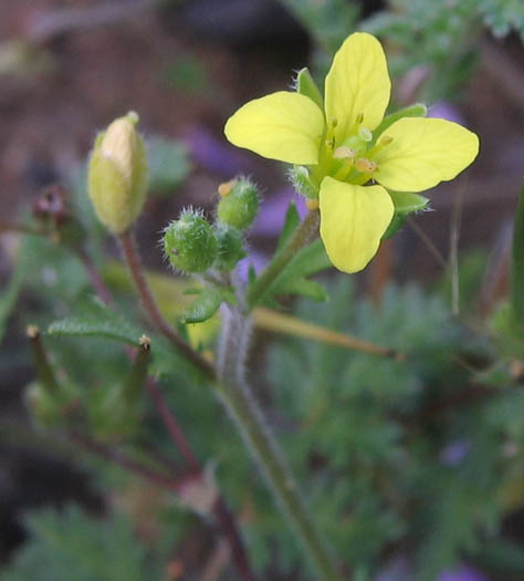 Detailed Picture 2 of Tropidocarpum gracile