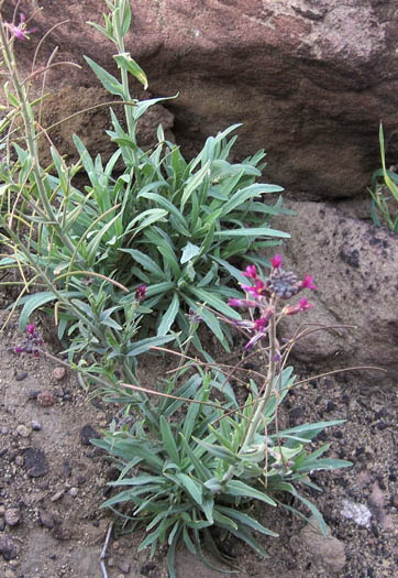 Detailed Picture 5 of Boechera sparsiflora