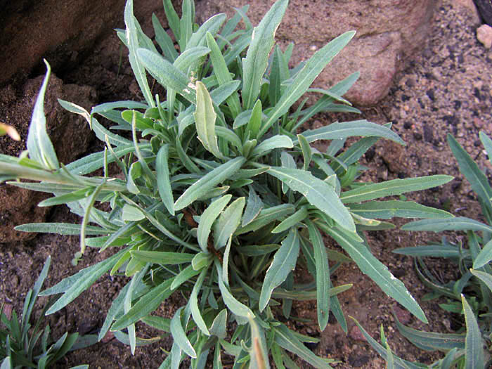 Detailed Picture 6 of Boechera sparsiflora