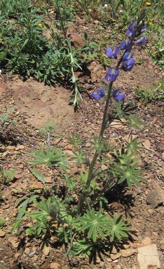 Detailed Picture 5 of Lupinus sparsiflorus