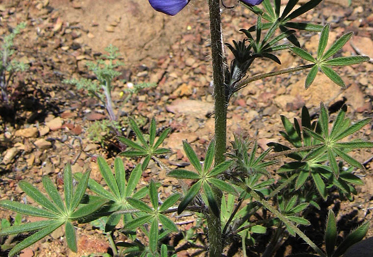 Detailed Picture 4 of Lupinus sparsiflorus