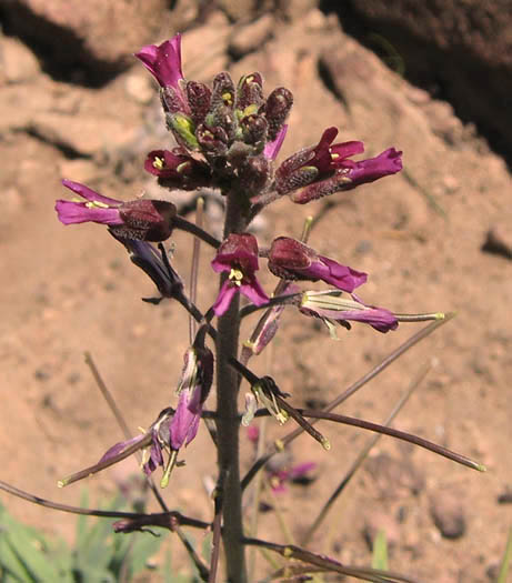 Detailed Picture 2 of Boechera sparsiflora