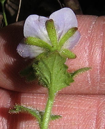 Detailed Picture 5 of Phacelia viscida