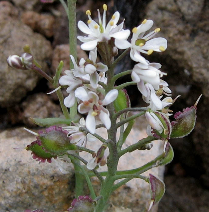 Detailed Picture 6 of Thysanocarpus conchuliferus