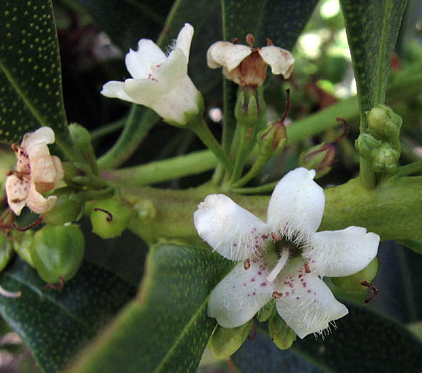 Detailed Picture 3 of Myoporum laetum