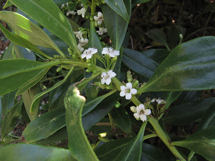 Detailed Picture 4 of Myoporum laetum