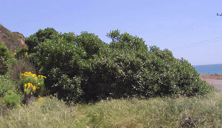 Detailed Picture 5 of Myoporum laetum