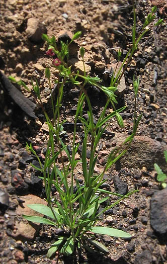 Detailed Picture 4 of Silene antirrhina