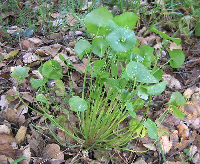 Detailed Picture 3 of Claytonia perfoliata