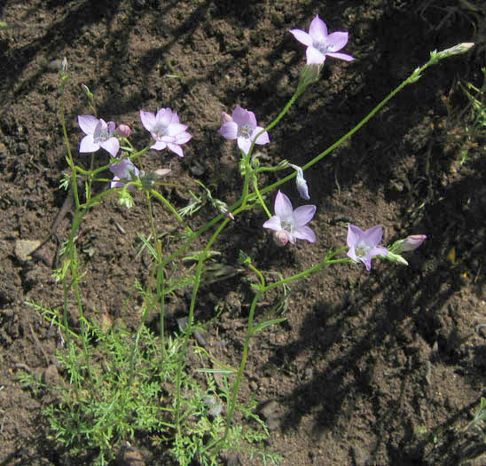 Detailed Picture 3 of Saltugilia splendens ssp. splendens