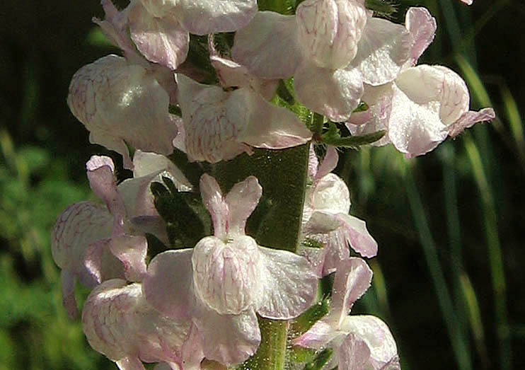 Detailed Picture 3 of Antirrhinum coulterianum