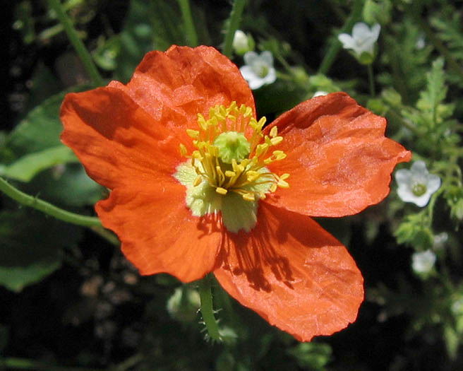 Detailed Picture 1 of Papaver californicum