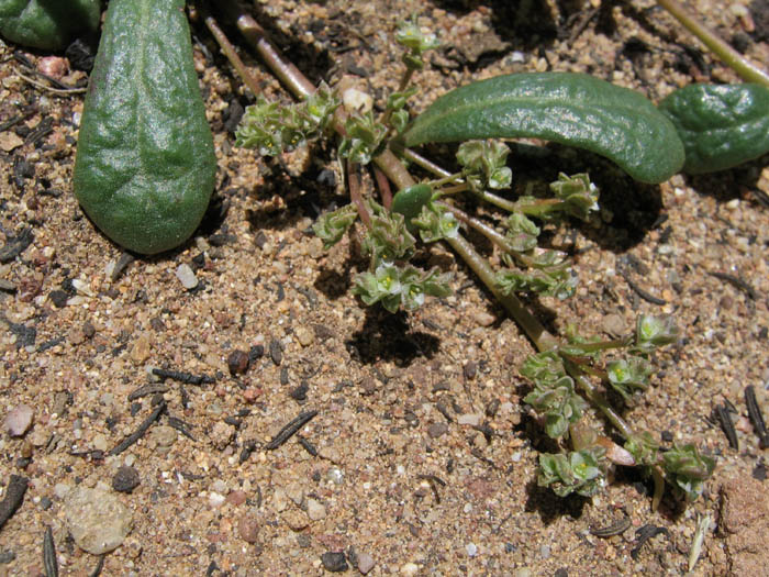 Detailed Picture 3 of Calyptridium monandrum