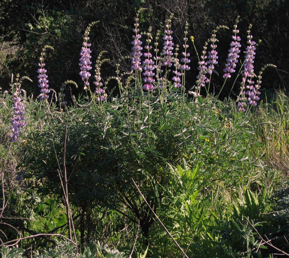 Detailed Picture 3 of Lupinus longifolius