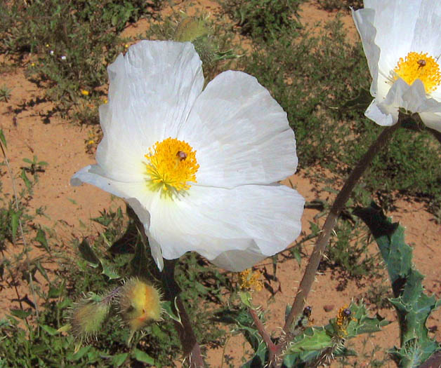 Detailed Picture 1 of Argemone munita