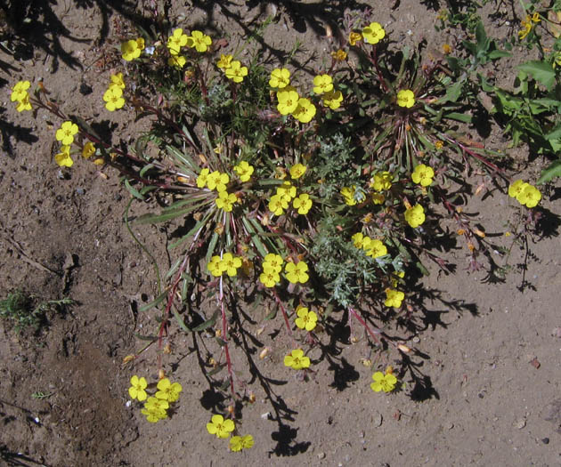 Detailed Picture 1 of Camissoniopsis bistorta