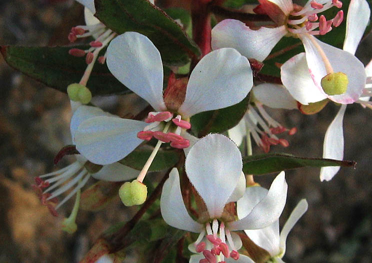 Detailed Picture 1 of Eremothera boothii ssp. decorticans